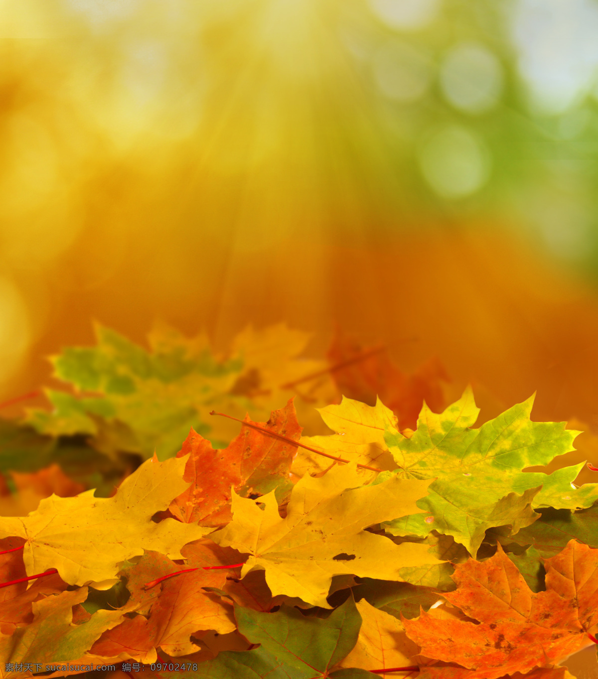 遍地 枫叶 秋天落叶 叶子 叶片 秋天主题 美丽自然风景 花草树木 生物世界