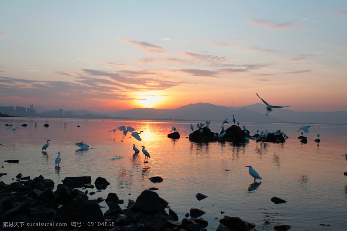 山水 日落 鸟 戏水 动物 水天相接 湖水 倒映 自然风景 自然景观 生物世界 鸟类