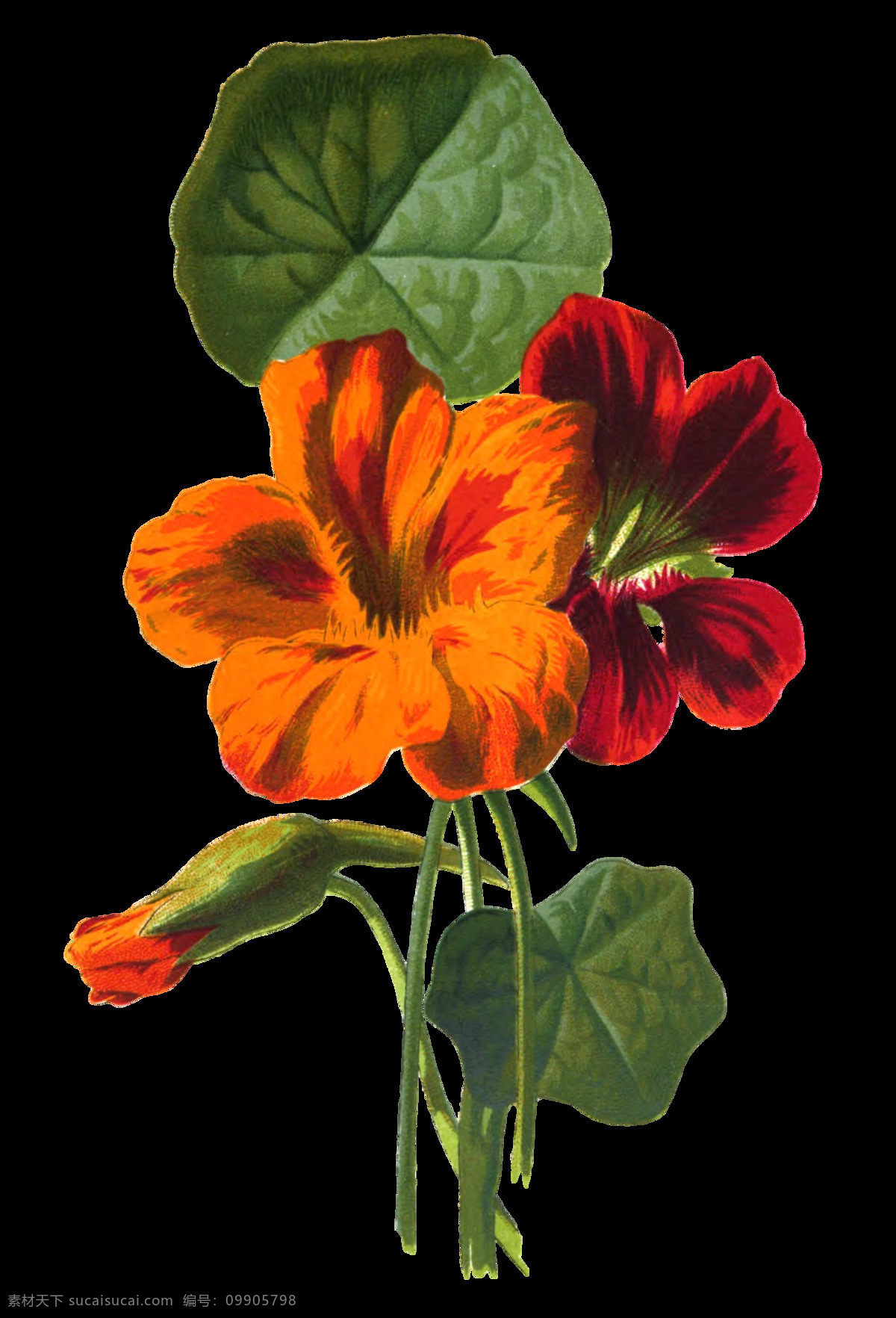 水彩 精美 花束 合集 绿色 红色 花朵 插画 黄色 粉色 橘色 花瓣 花卉 绿叶 叶子 植物 卡通 免 扣 透明素材 装饰图案 淘宝 手账素材