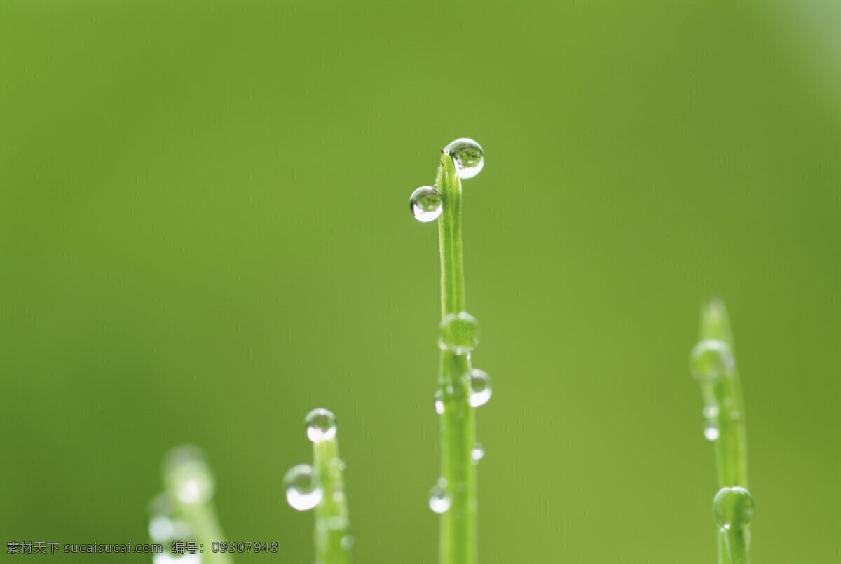 草 花草 环保 晶莹剔透 露水 露珠 绿草 绿色 绿叶 水珠 水滴 晨露 漂亮水珠 雨水 青草 微距拍摄 植物 植被 生态 花草主题 绿叶底纹 生物世界 psd源文件