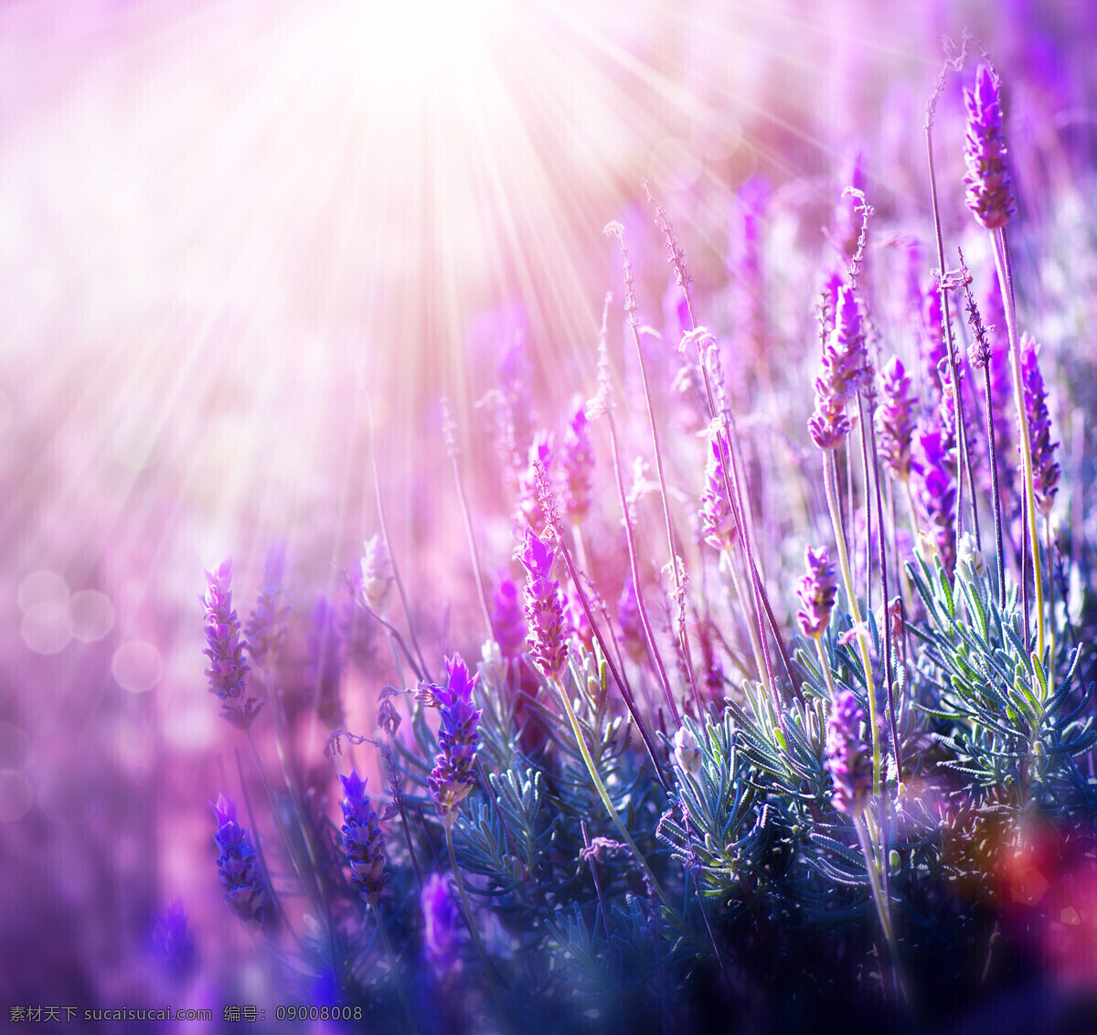 薰衣草 阳光 鲜花 花海 花田 田园 美景 花朵 自然 花草 生物世界