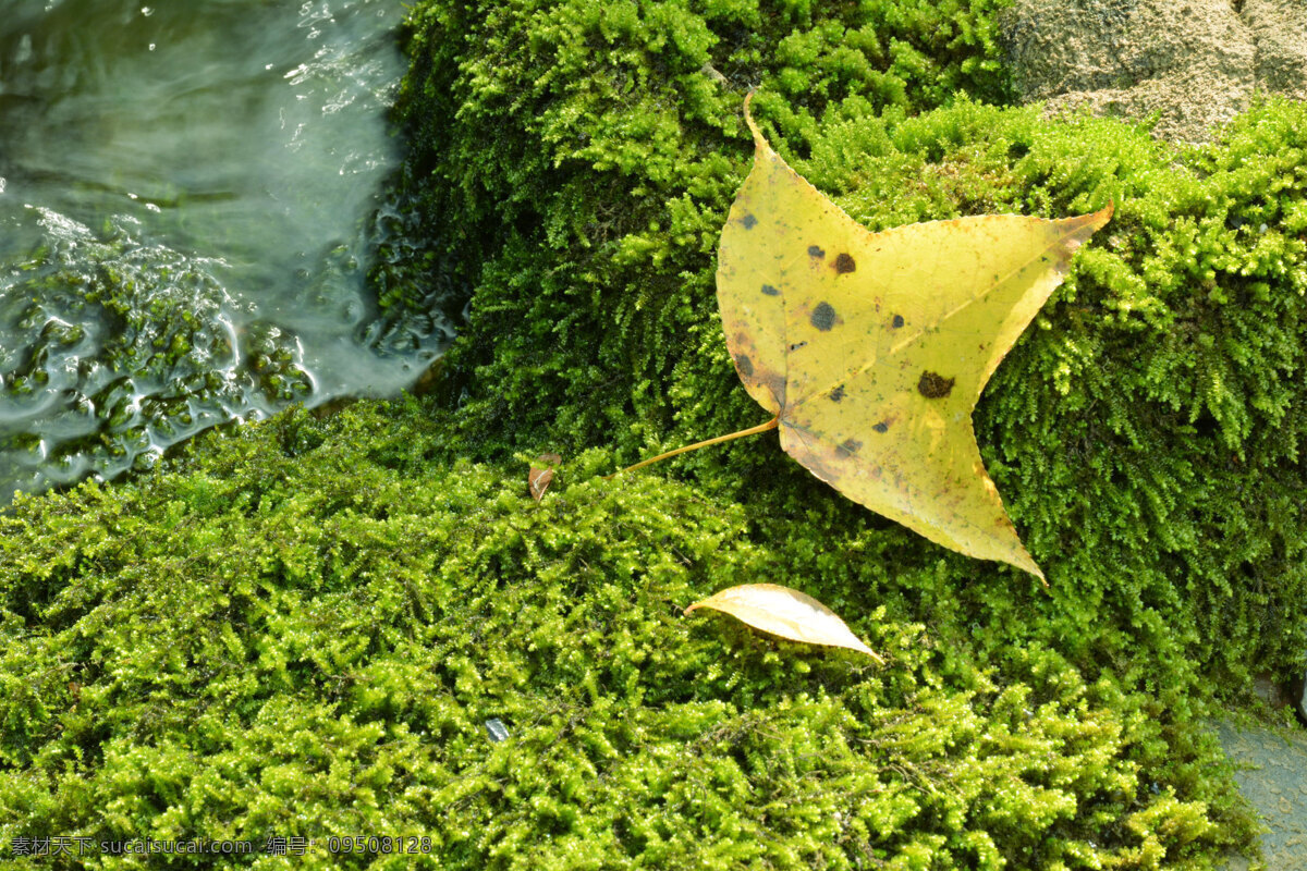 苔藓上的黄叶 苔藓 叶子 树叶 黄叶 秋叶 微距小品 生物世界 树木树叶