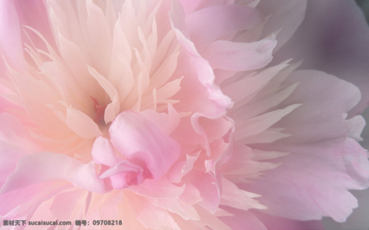 唯美 粉色 花卉 背景 花朵 花草 花