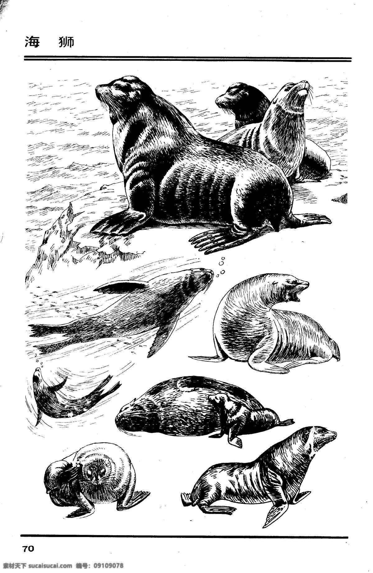 画兽谱75 海狮 百兽 兽 家禽 猛兽 动物 白描 线描 绘画 美术 禽兽 野生动物 画兽谱 狮 生物世界 设计图库