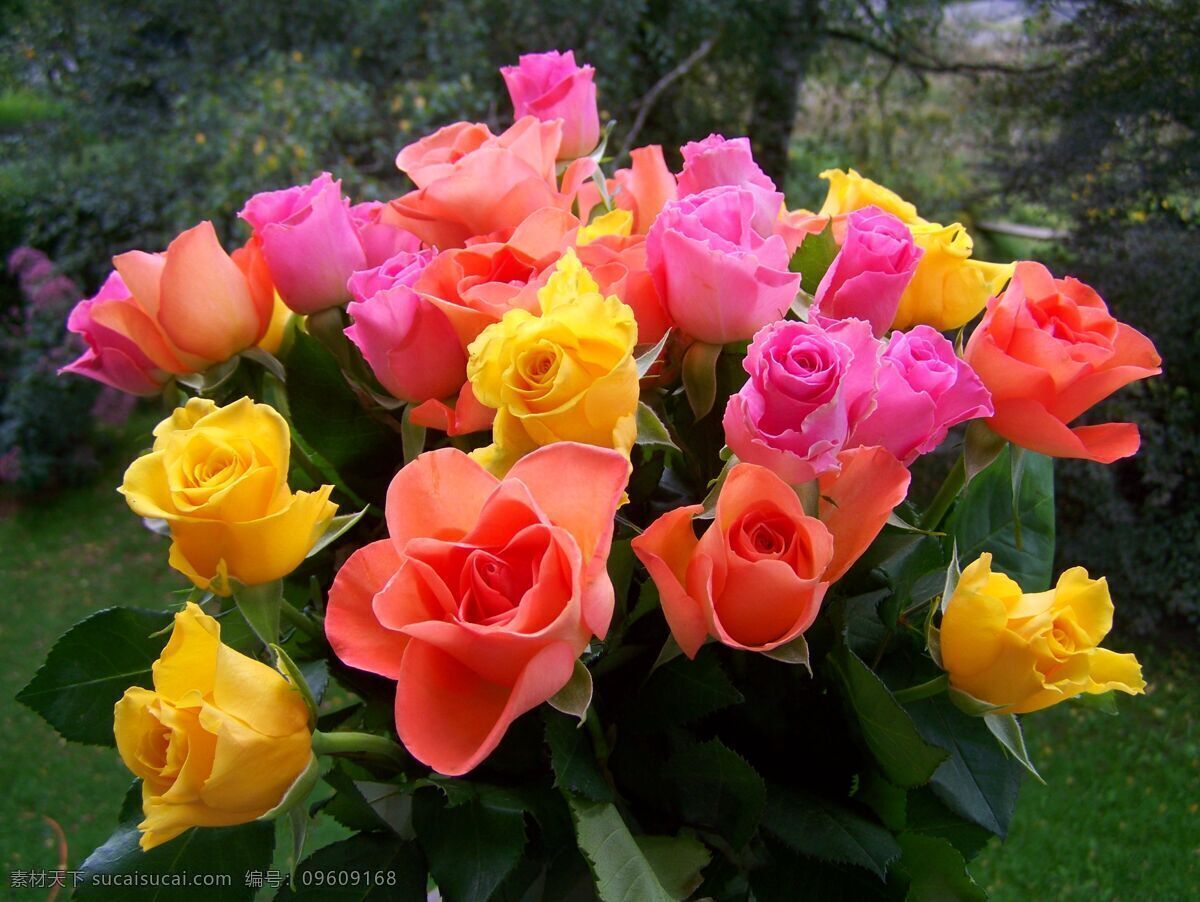 鲜艳的玫瑰花 鲜花 花之物语 花艺 园艺 园林 观赏花朵 花瓣 花蕊 花心 爱情之花 婚礼用花 手捧花 新娘花 生物世界 花草