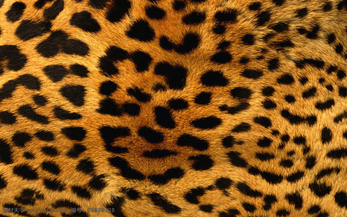 点状 豹纹 豹纹素材 棕色豹纹 点型豹纹 底纹边框