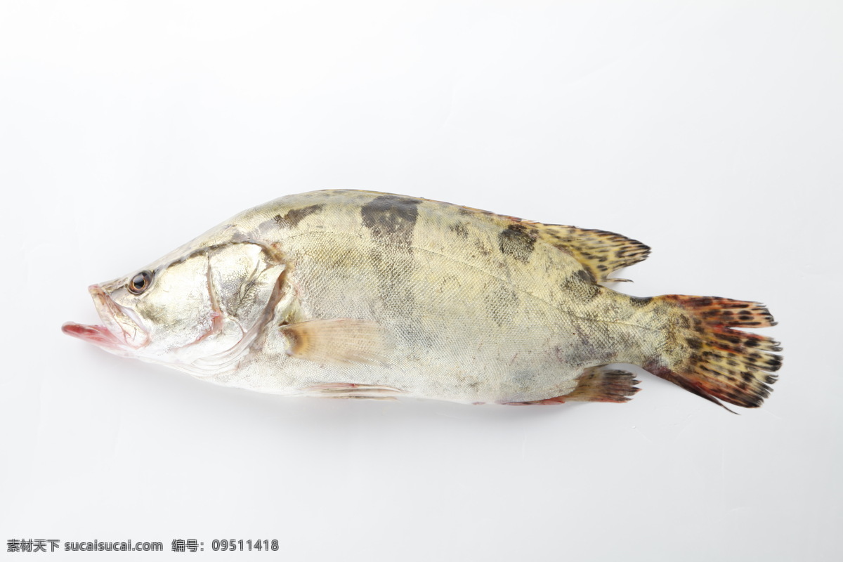 鳜鱼 桂花鱼 鳜鱼肥 淡水鱼 松鼠鳜鱼 鳜 水产 养殖 食品原料图片 餐饮美食 食物原料