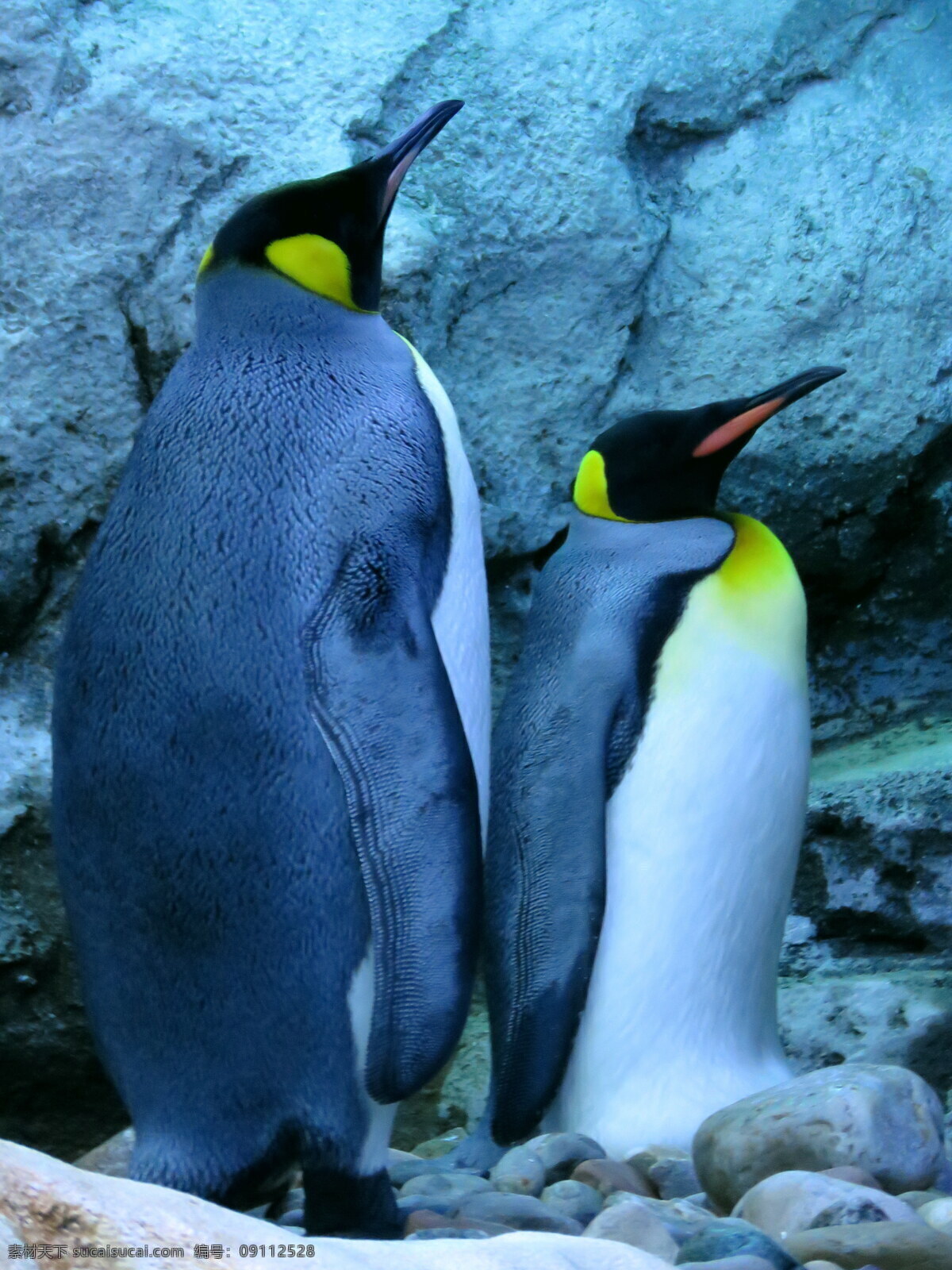 唯美 动物 可爱 野生 企鹅 南极企鹅 帝企鹅 可爱企鹅 生物世界 野生动物