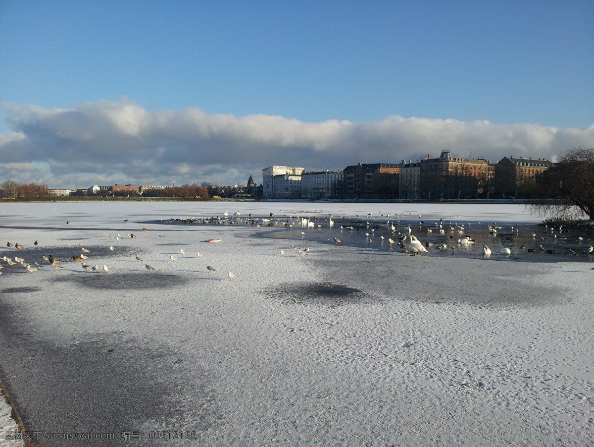 冬日的天鹅湖 北欧心脏 丹麦 哥本哈根 天鹅湖 旅游 美景 冬日 冬季 丹麦风光 旅游摄影 国外旅游 灰色
