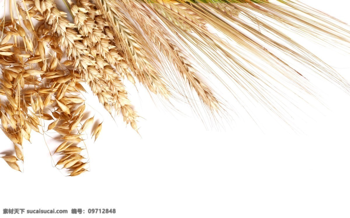 稻谷 麦田 小麦 麦子 麦穗 自然 植物 食品 丰收 金色麦田 金色麦浪 收获 麦地 成熟的小麦 成熟的麦子 粮食 背景 壁纸 种植 生态 农场 农业 自然景观 自然风景