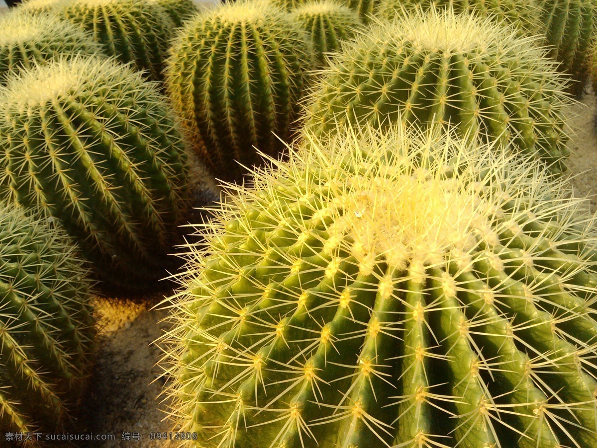 仙人球 花草 生物世界 农业研究