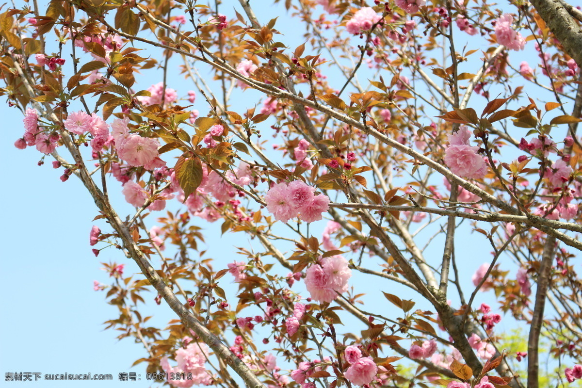 蓝天和樱花 春天 枝桠 叶子 花朵 灰色