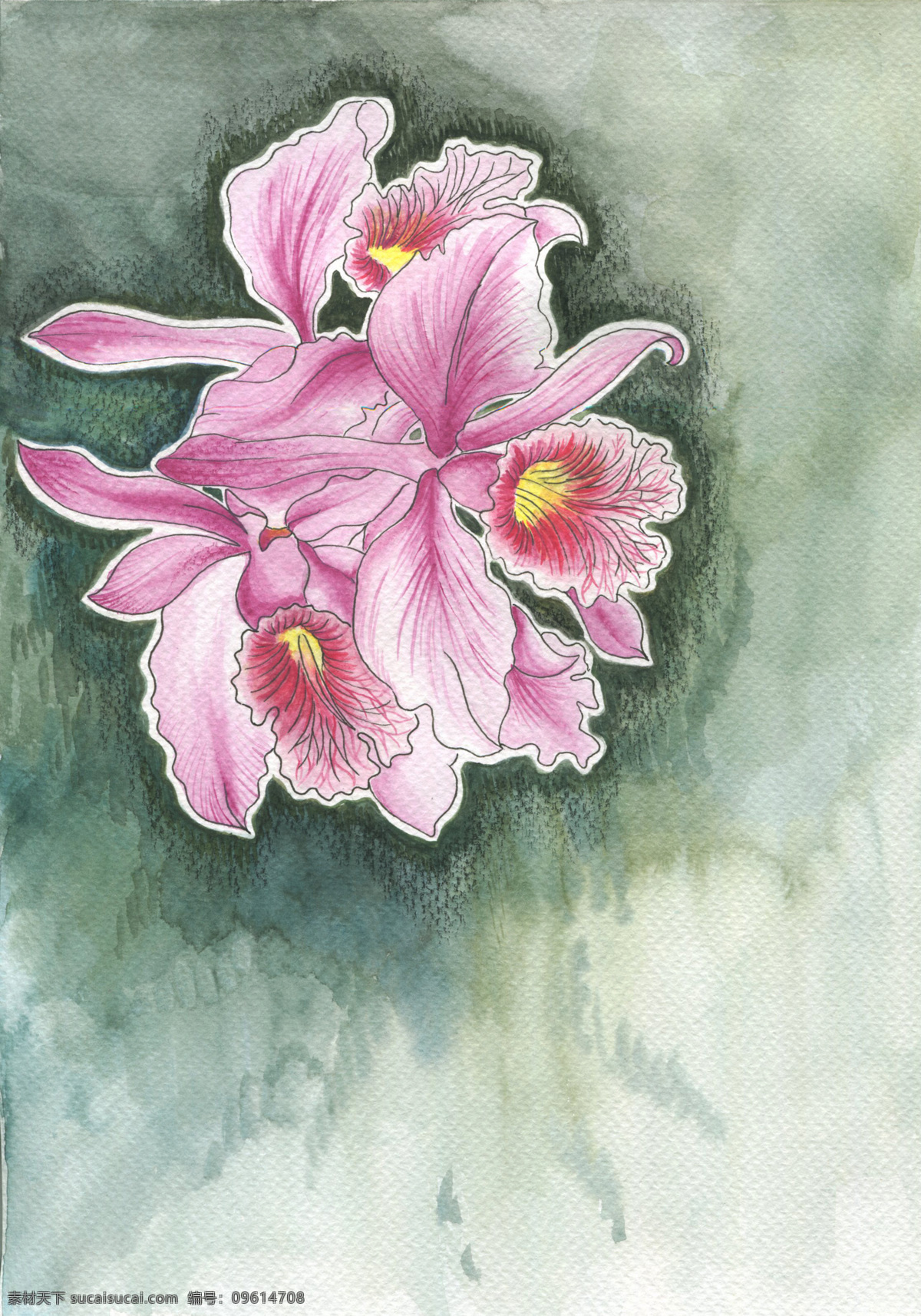 中國蘭花 蘭花 粉色 插畫 水彩蘭花 手繪蘭花 灰色