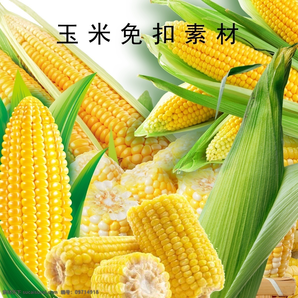 玉米免扣素材 玉米免扣 玉米元素 玉米素材 玉米抠图 玉米图片 李世亮 共享设计 分层