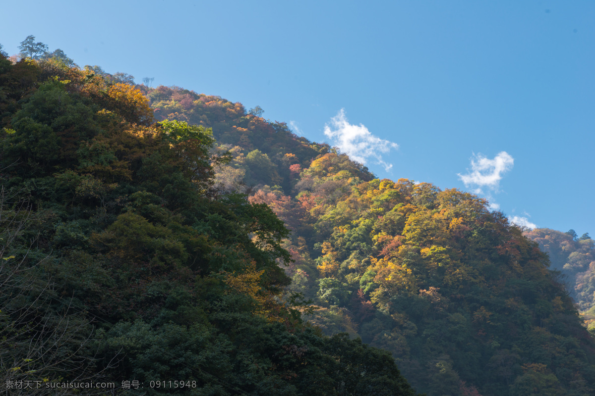 东拉山 风景 高原 阳光 彩林 红叶 秋天 照片 自然景观 山水风景