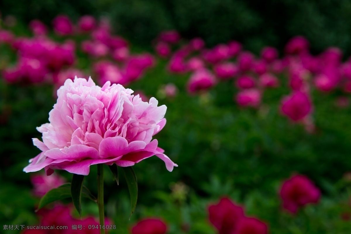 美丽 芍药花 高清 花 药花 植物 粉色 花朵