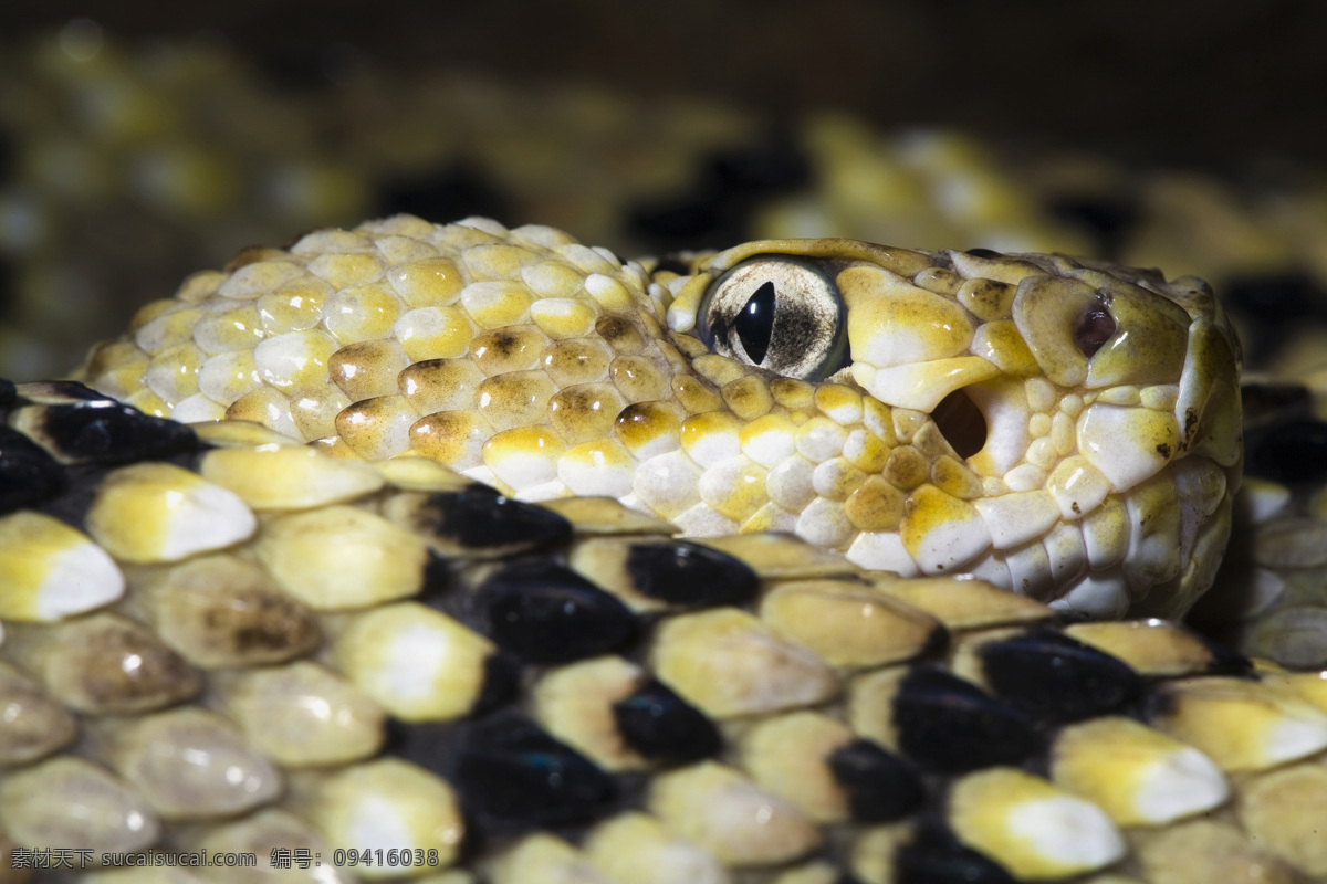 蛇头眼睛特写 蛇 蛇眼 毒蛇 爬行动物 动物摄影 陆地动物 生物世界 黑色