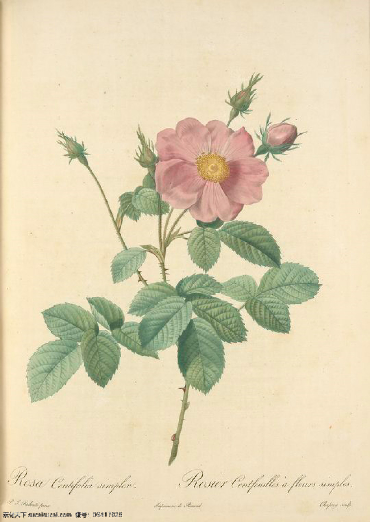 手绘 复古 油画艺术 名画 花 花卉 玫瑰 油画 植物图 文化艺术