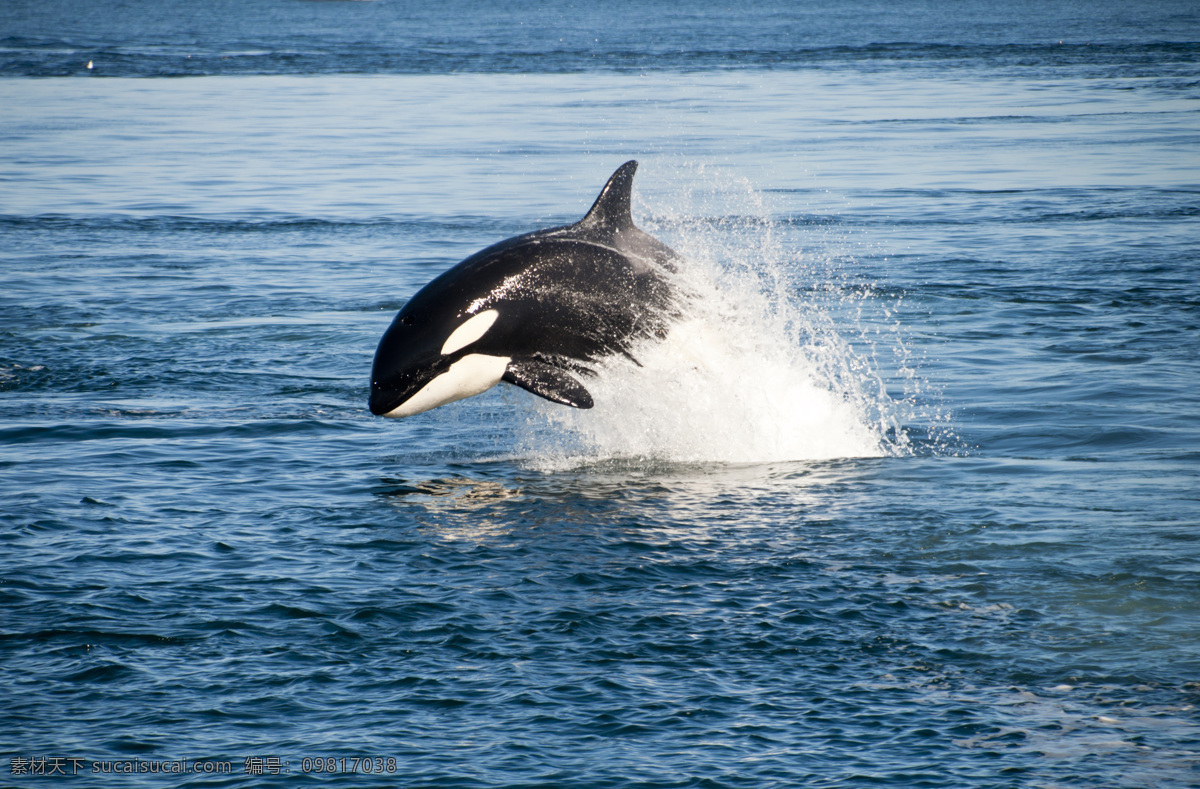 跳跃的鲸 跳跃 海面 鲸 大海 海洋生物 水生物 海生物 动物摄影 水中生物 生物世界 黑色
