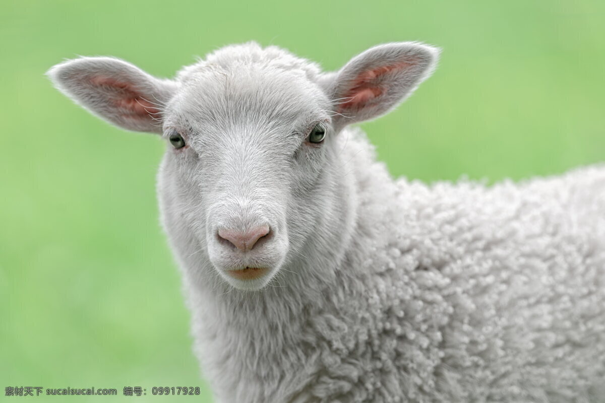 小羊羔 小羊 绵羊 小绵羊 羊 可爱 动物 家畜 畜牧 牧场 羊毛 头部 近景 特写 养殖 家禽 生物世界 家禽家畜