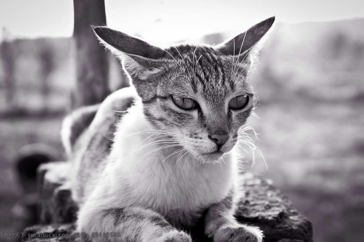 黑白照片 摄影照片 怀旧 复古 猫 可爱的小猫 小猫 趴着的猫咪 可爱猫咪 乖巧的猫 宠物猫 生物世界 家禽家畜