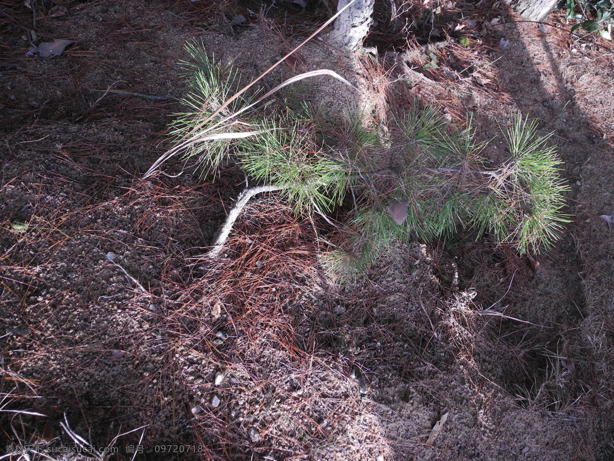 黑松 松树 植物 生物图片 松针 树枝 树木树叶 生物世界