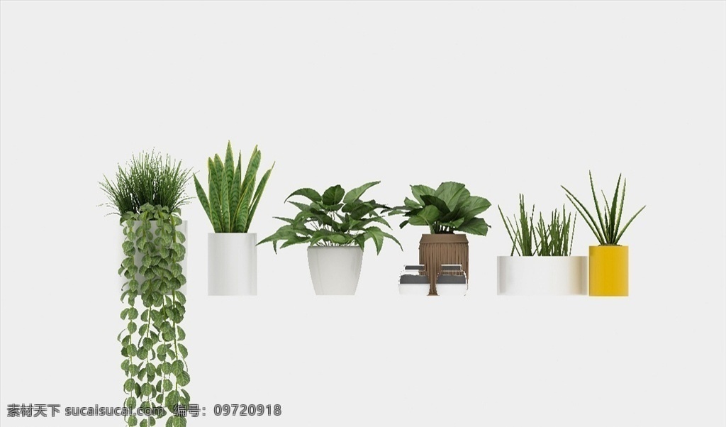绿色 植物 花篮 盆栽 绿萝 3d作品 3d设计 max