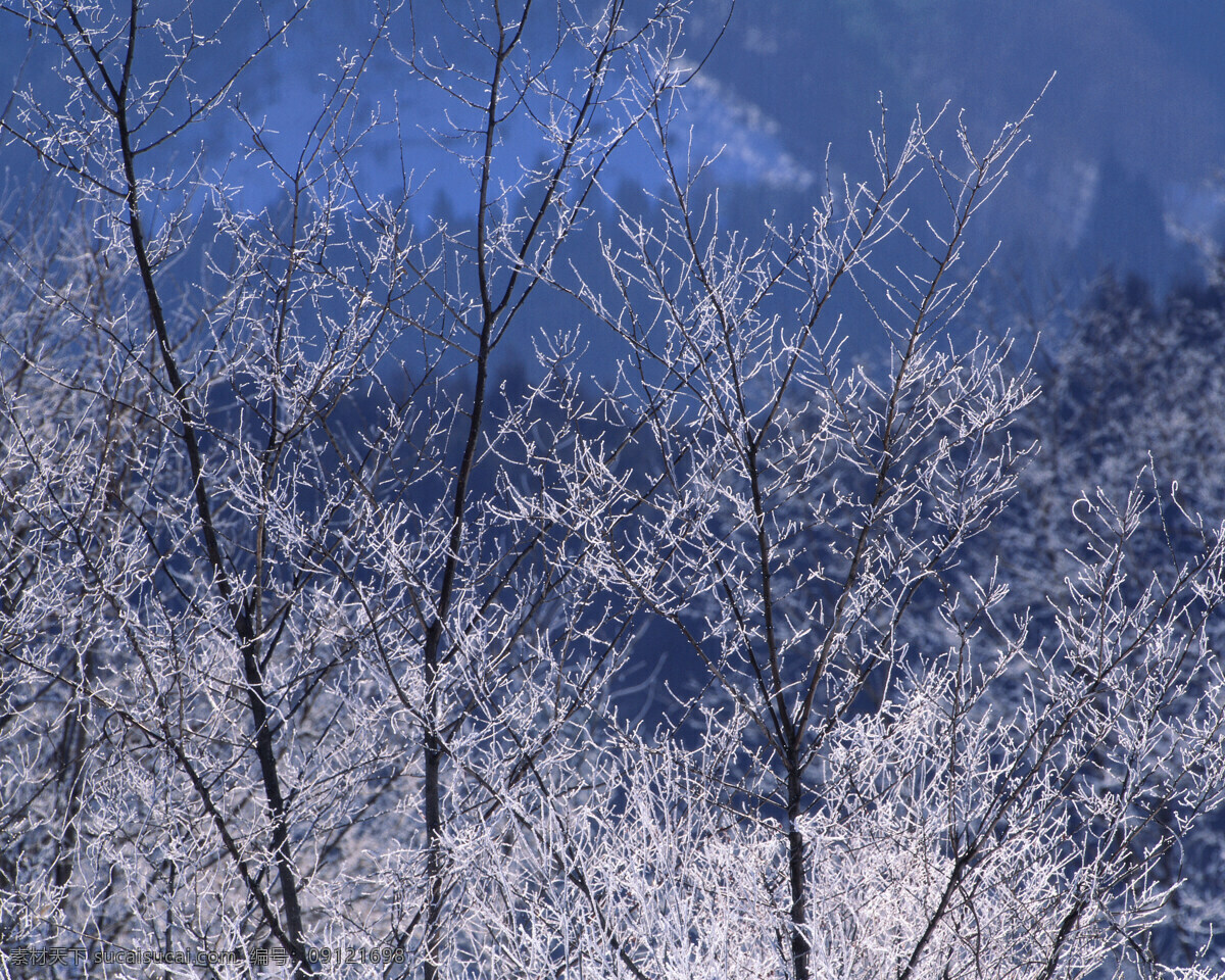 松散 雪 树枝 白雪皑皑 雪景 雪松 白雪风光 森林大雪 风景 生活 旅游餐饮