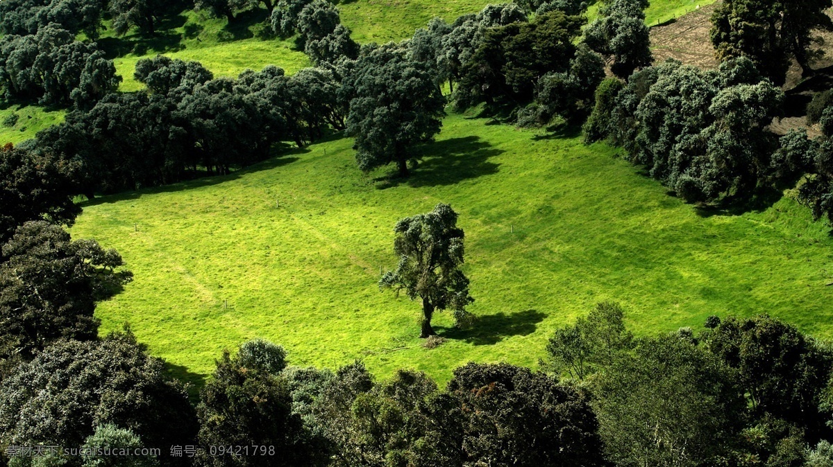 草地 春天 丛林 风景壁纸 自然风景 自然景观 草地丛林 系列 psd源文件