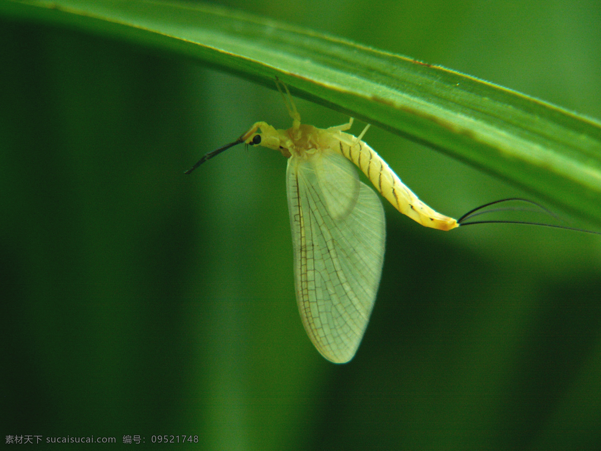 日本蜉 蜉蝣 昆虫 动物 生物 植物 绿色 绿 奇妙 世界 生物世界