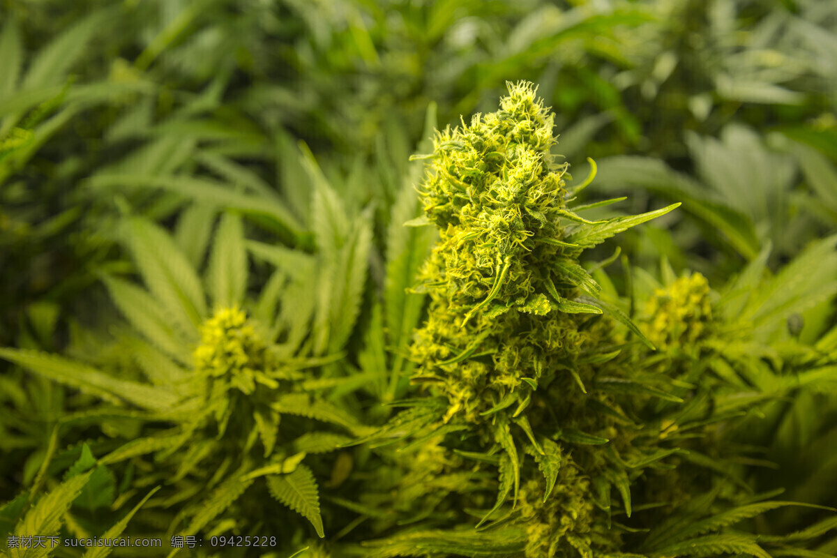 大麻花卉摄影 大麻 毒品 大麻花卉 植物摄影 花草树木 生物世界 黑色