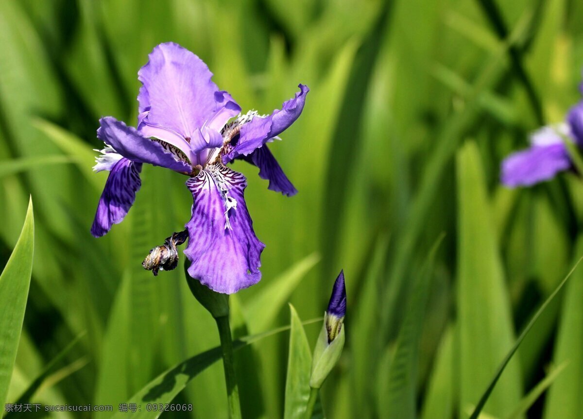 紫色 鸢尾花 高清 花卉 花朵 花草 植物 鲜花