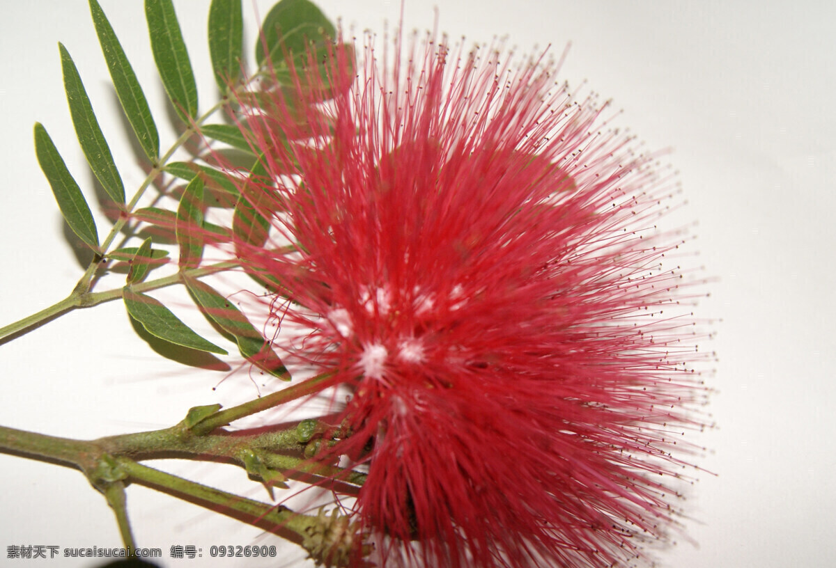 合欢花 红花 绿叶 针状花 千针花 美丽花朵 花草 生物世界