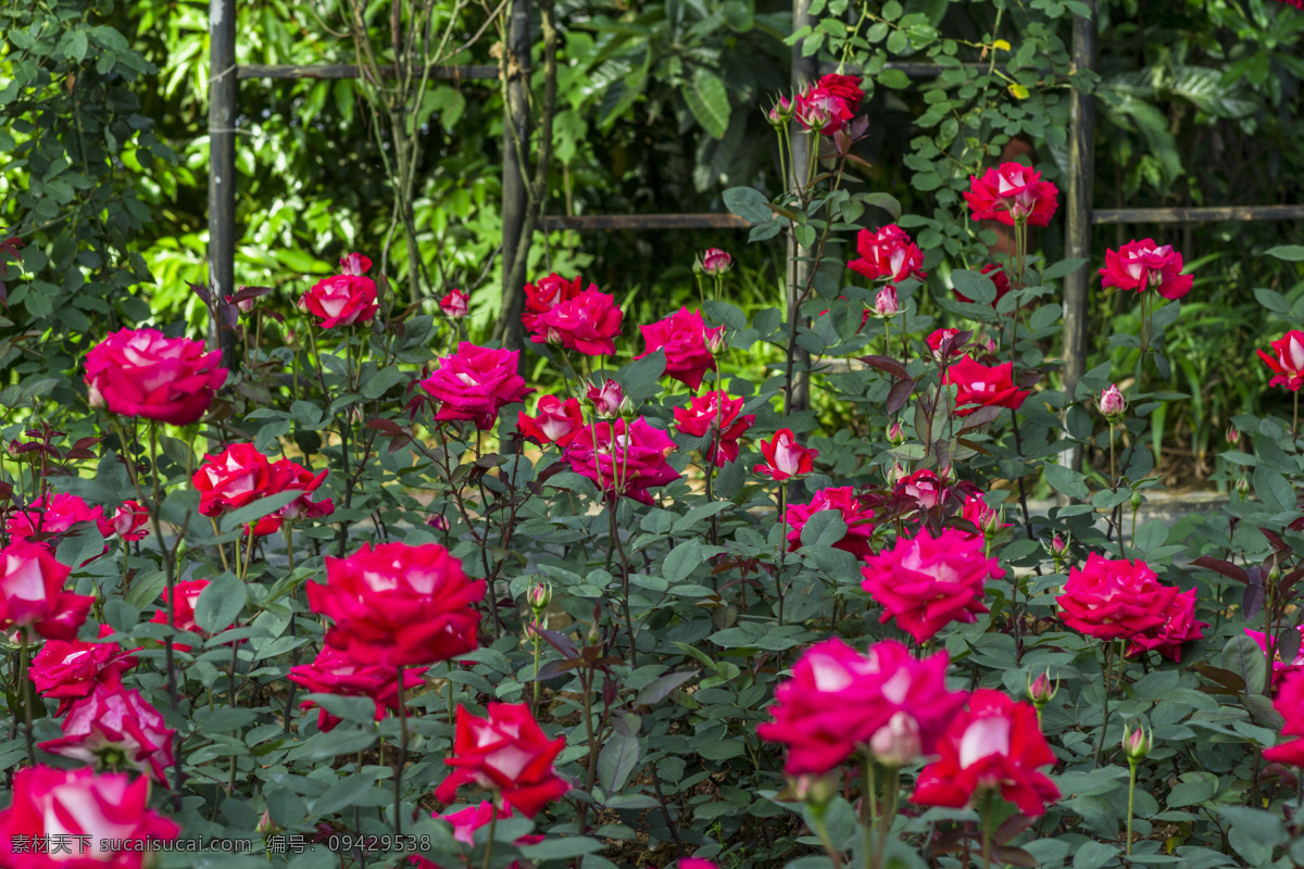 玫瑰园 红色玫瑰花 玫瑰花园 玫瑰花公园 红玫瑰 玫瑰月季 玫瑰 生物世界 花草