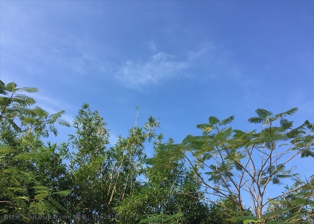 蓝天下的树影 美景 自然景观 自然风景 材 蓝天 植物 热带 旅游摄影