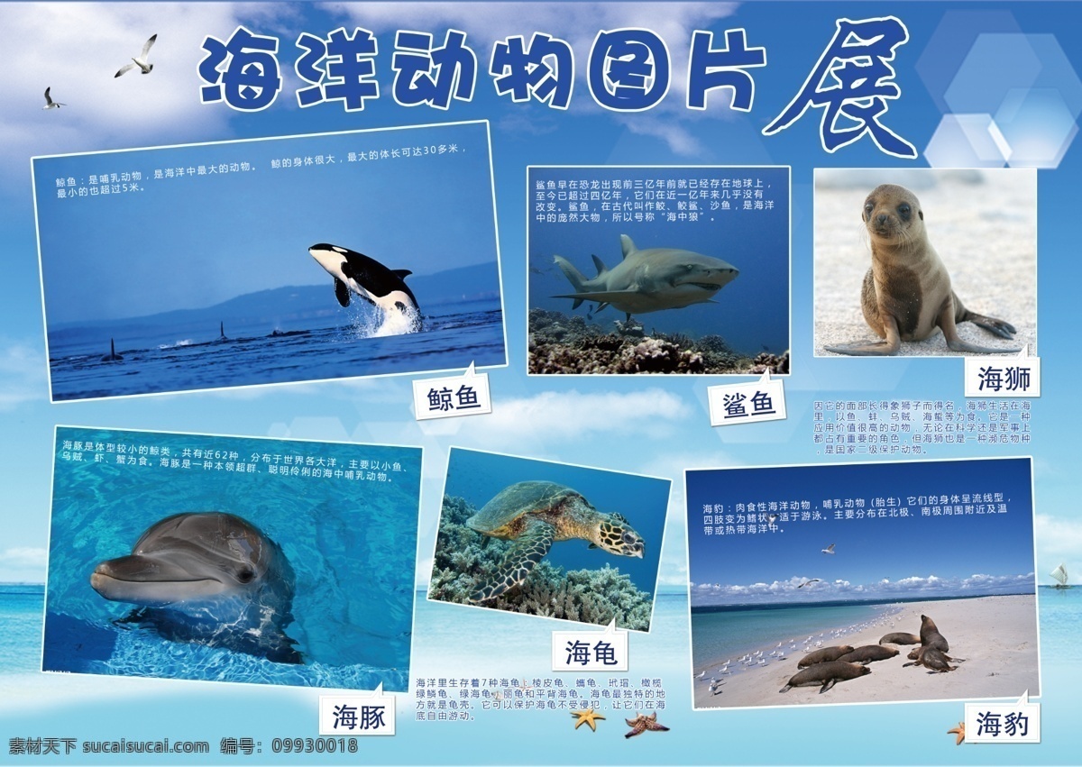 海洋动物 鲸鱼 鲨鱼 海狮 海豚 海豹 展板模板 广告设计模板 源文件