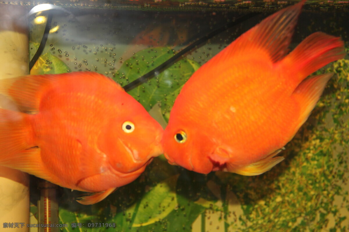鱼 吻 动物 接吻 生物世界 水中 鱼类 鱼之吻 鹦鹉鱼 观赏鱼