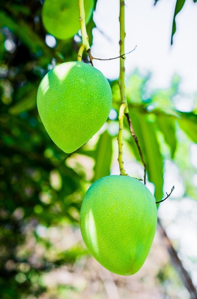 青芒果 芒果 特写 新鲜 食品 自然 热带 维生素 树上芒果 枝上芒果 芒果特写 生物世界 水果