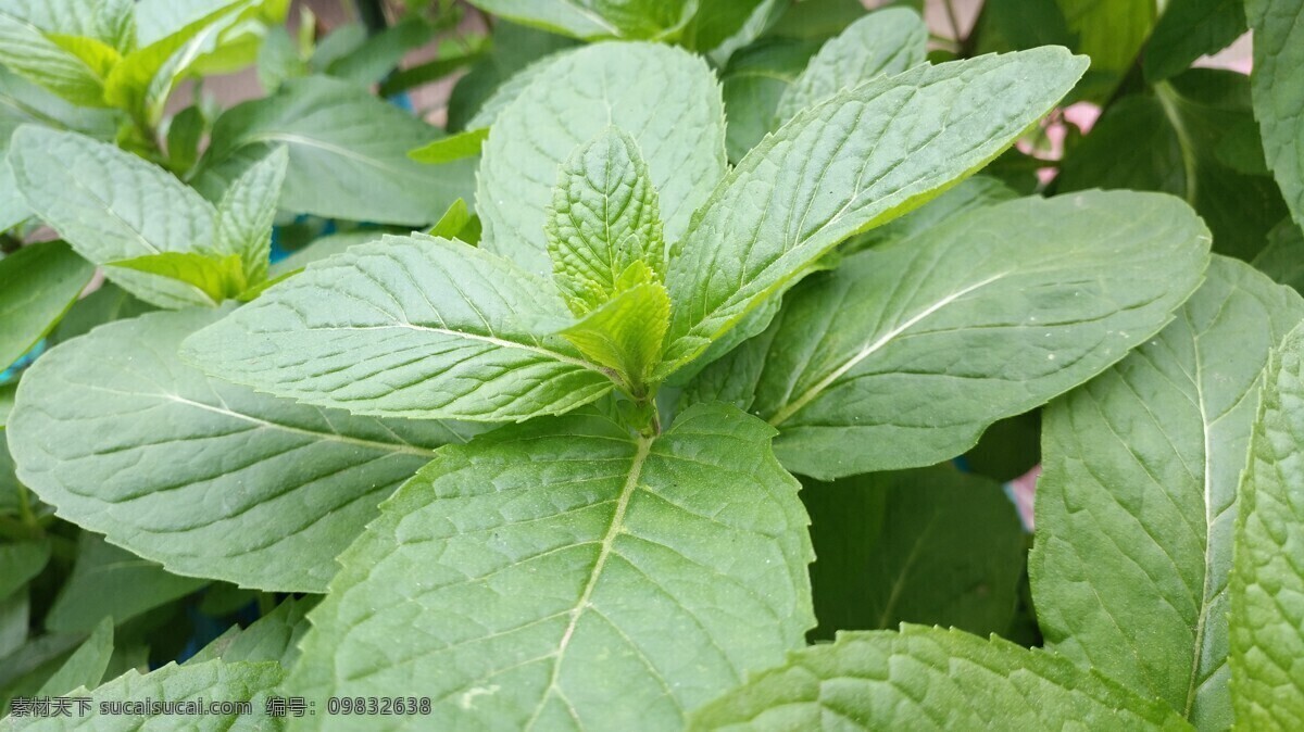 田园风光 随拍 别称 野薄荷 夜息香 植物 绿色 仁丹草 见肿消 中草药 薄荷花 银丹草 藿香 紫苏 薄荷 石菖蒲 自然景观