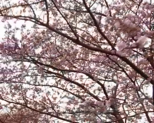 日本 视频 视频素材 樱花 满 枝头 枝 风 摆 满地樱花瓣 wmv 樱花瓣 多媒体视频