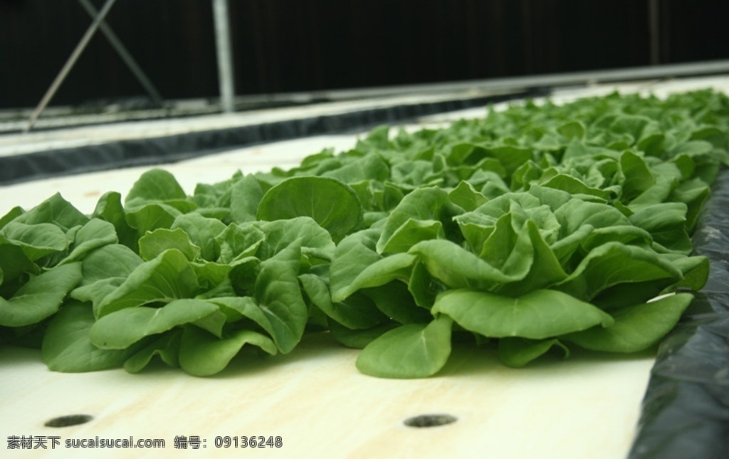 奶油生菜 大棚 水耕种植 沙拉菜 水培 绿色食品 生物世界 蔬菜