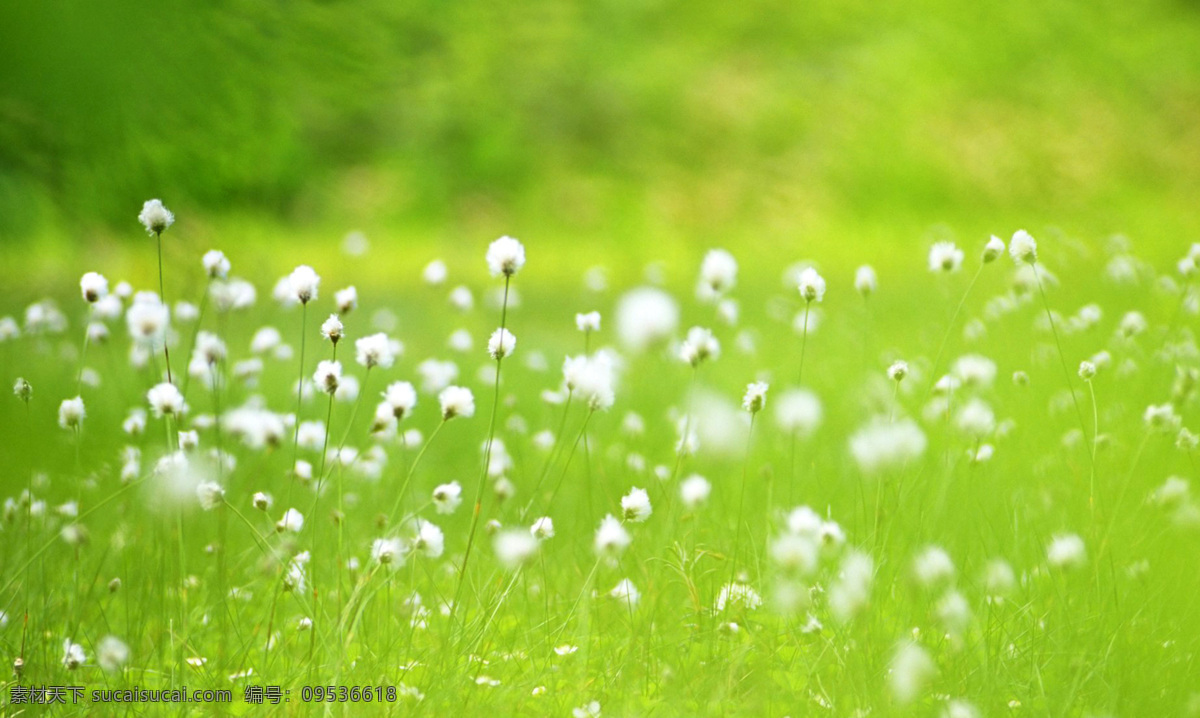 朦胧 柔和 花卉图片 虚化 艺术 效果 鲜花 植物 自然 绿色