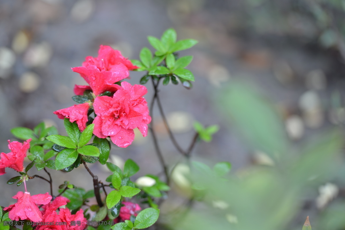 雨后杜鹃 四川 成都 武侯区 雨后 杜鹃花 花草 生物世界