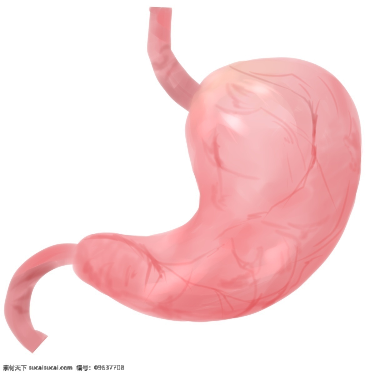 人体 器官 胃 脏 插画 健康的胃脏 卡通插画 人体器官 身体器官 人体脏器 运作器官 粉色的胃脏