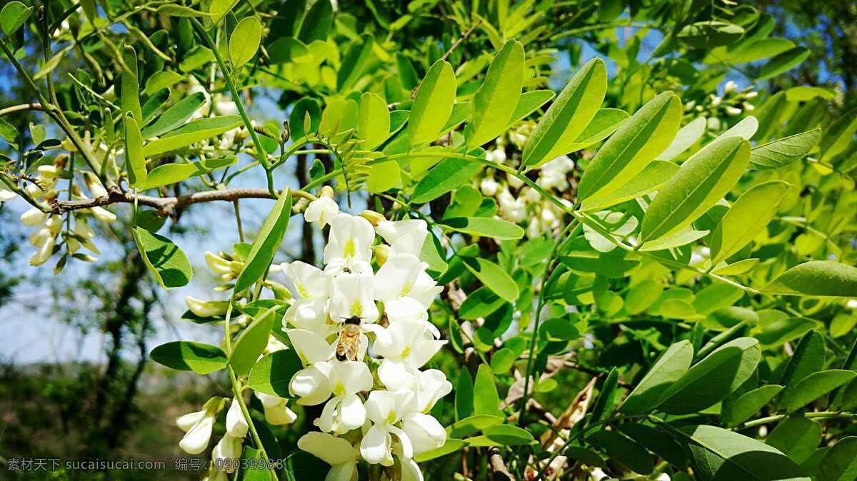 槐花蜜蜂 森林 风景 背景 自然 风光 生物世界 花草