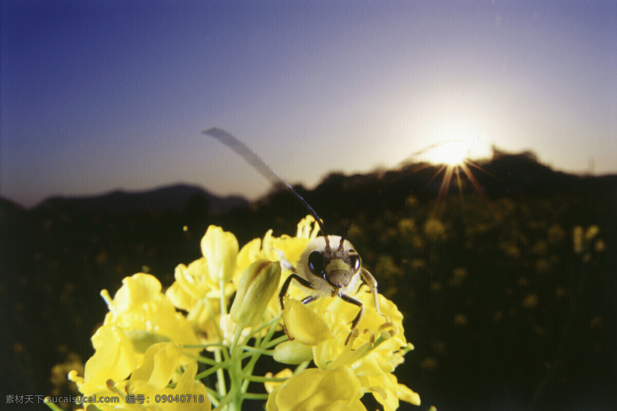 菜花 上 采 蜜 蜜蜂 小蜜蜂 采蜜 蜜蜂特写 微距拍摄 美丽鲜花 花丛 花朵 动物世界 昆虫世界 花草树木 生态环境 生物世界 野外 自然界 自然生物 自然生态 高清图片 自然 植物 户外 黑色
