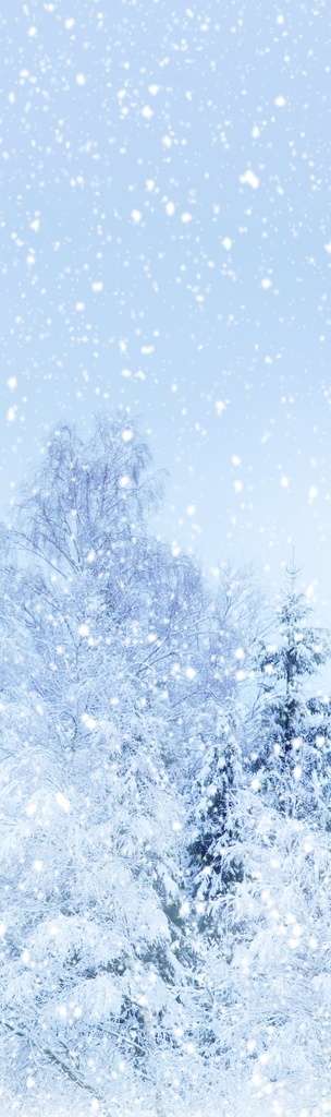 雪松 白色 风景 下雪 松树 唯美 背景图 雪花