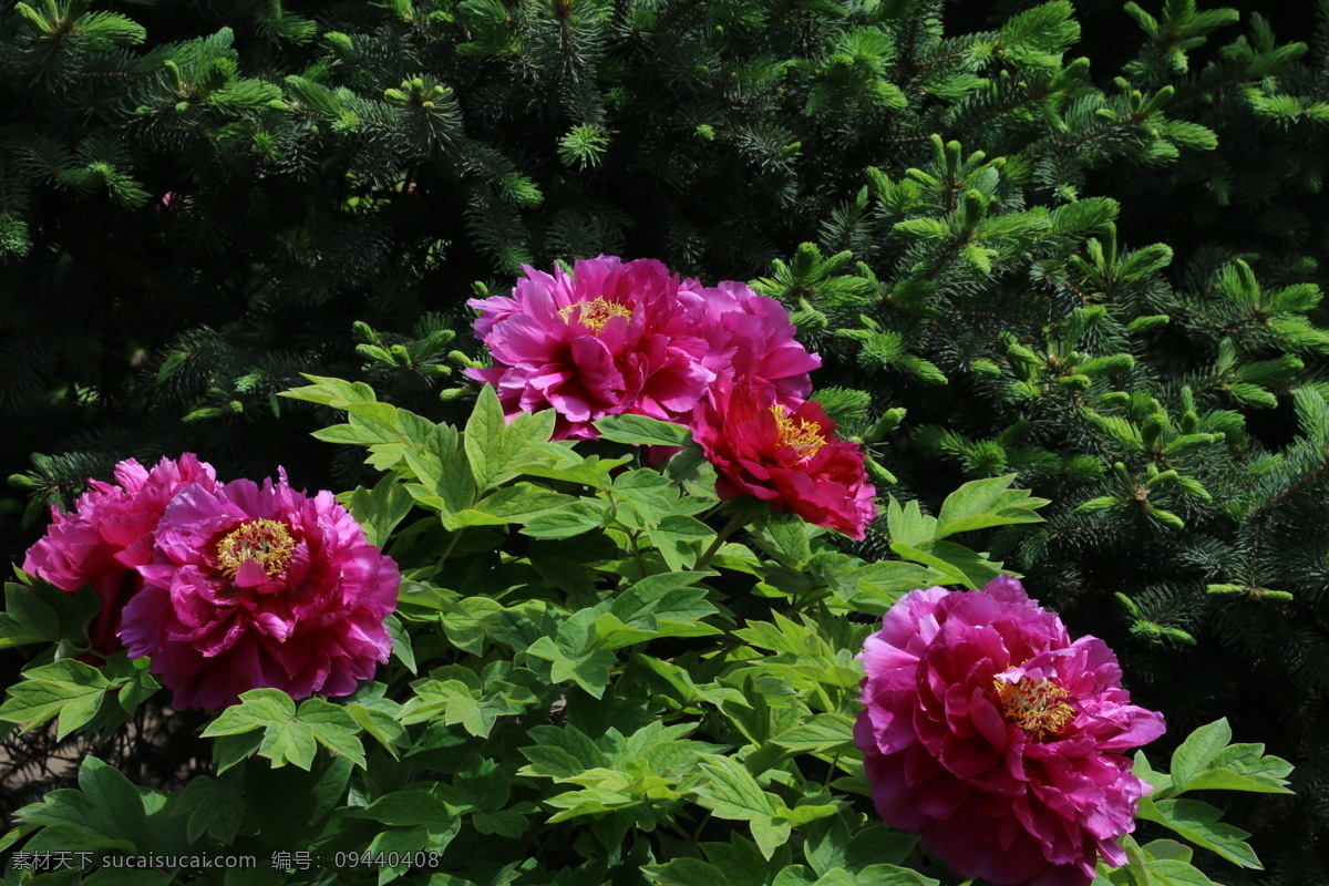 牡丹花 牡丹 观赏花卉 鼠姑 木芍药 百雨金 洛阳花 花朵 花瓣 花蕊 花卉 花儿 花草 植物 园林绿化 绿化景观 芍药牡丹 生物世界