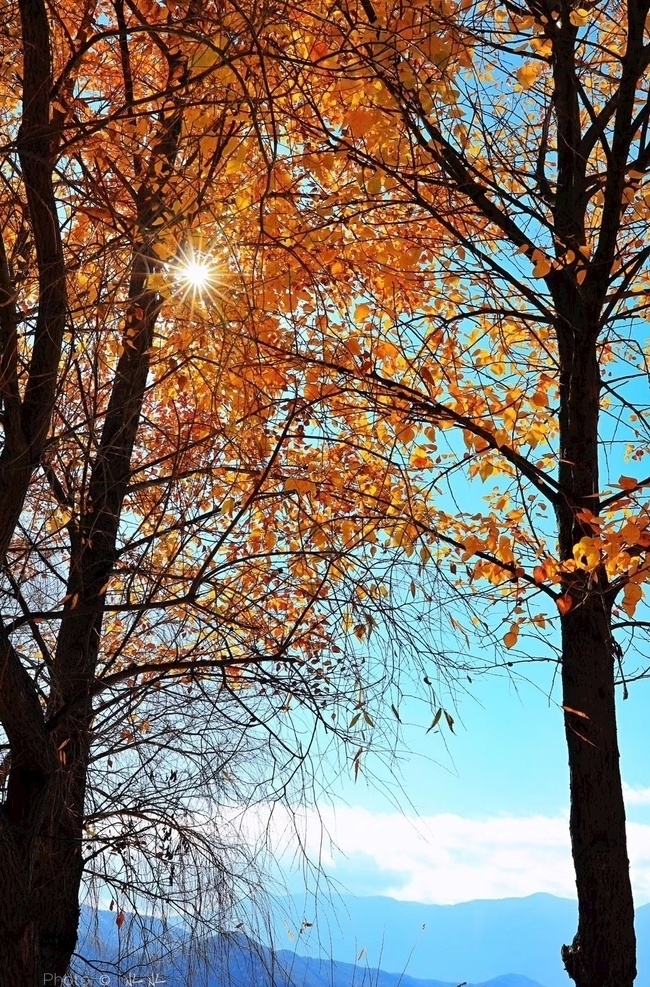 斑斓 树林 中 秋日 暖 阳 云南 湖边 秋色 缤纷 阳光 自然景观 自然风景
