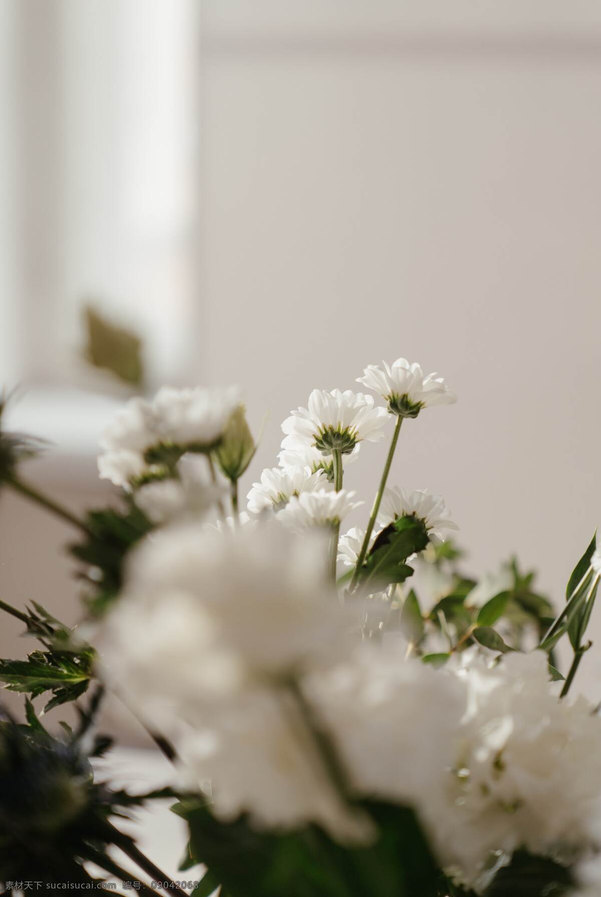 菊花 雏菊 小雏菊 花 菊 秋天 风景 生物世界 花草 树木植物